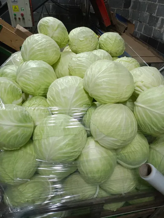 Fresh White Cabbage