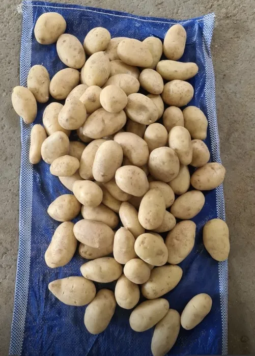 Fresh Potatoes